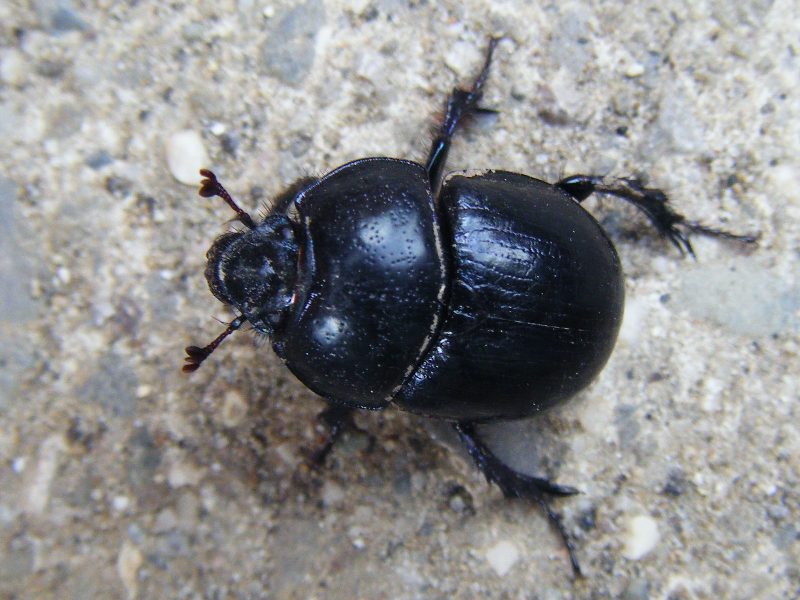 Geotrupidae (Anoplotrupes stercorosus)  e Holotrichapion pisi (Apionidae)